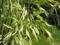 /album/fotogaleria/oro-para-el-hombre-humilde-derechos-reservados-jpg1/